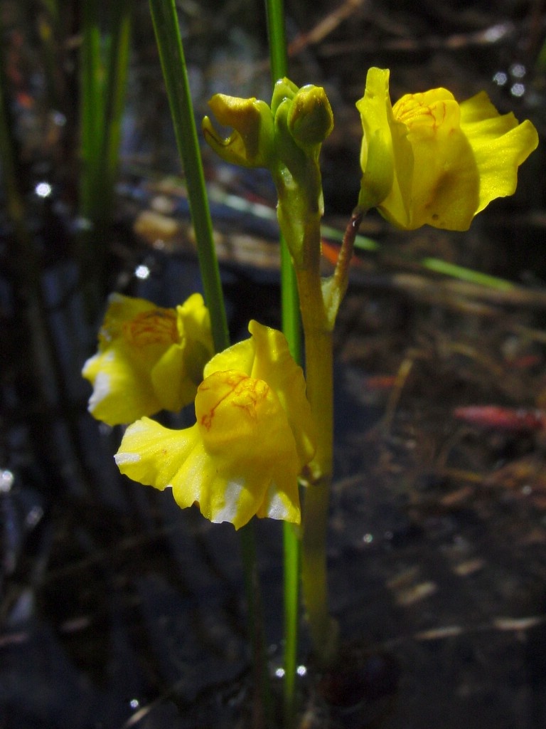 Utriculaire vulgaire var macrorhiza - Utricularia macrorhiza - <a href='https://commons.wikimedia.org/wiki/File:Utricularia_macrorhiza_flower.jpg'>Noah Elhardt</a>, <a href='http://creativecommons.org/licenses/by-sa/3.0/'>CC BY-SA 3.0</a>, via Wikimedia Commons - BioObs