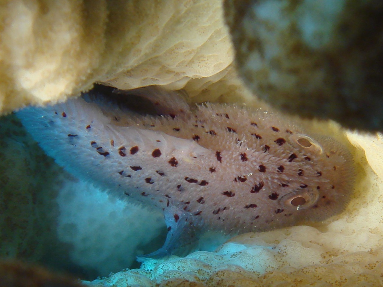 Poisson velours tacheté - Caracanthus maculatus - <a href='  https://www.inaturalist.org/photos/161195040 '>juju98</a>, <a href=' https://creativecommons.org/licenses/by-nc/4.0/ '>CC BY-NC 4.0</a>, via iNaturalist - BioObs