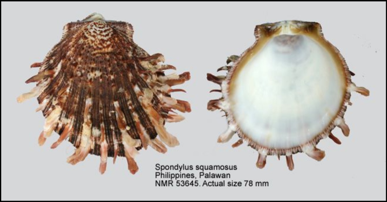 Spondyle à écailles - Spondylus squamosus - <a href=' https://www.gbif.org/fr/occurrence/2570126071 '>Natural History Museum Rotterdam</a>, <a href=' https://creativecommons.org/licenses/by/4.0/ '>CC BY 4.0</a>, via iNaturalist - BioObs