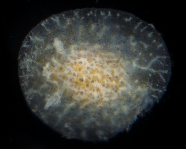 Corambe obscure - Corambe obscura - <a href=' https://www.inaturalist.org/photos/119824680 '>smithsonian_marinegeo</a>, <a href=' https://creativecommons.org/licenses/by-nc-sa/4.0/ '>CC BY-NC 4.0</a>, via iNaturalist - BioObs