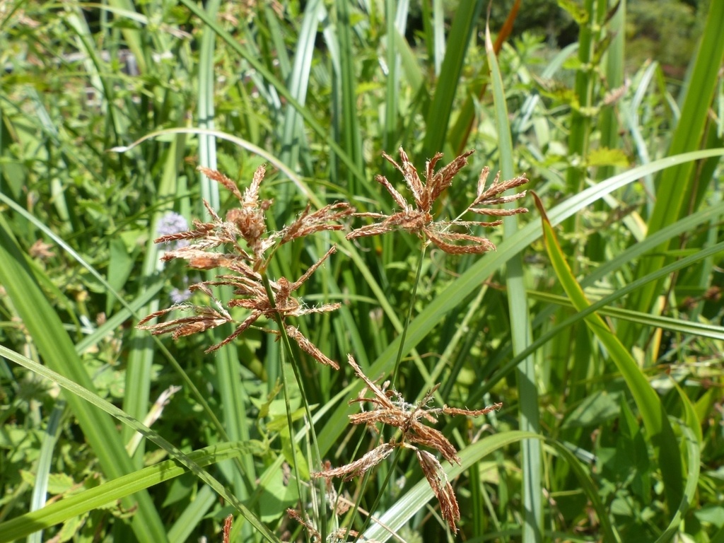 Souchet odorant - Cyperus longus - <a href='  https://www.inaturalist.org/photos/154950281 '>Mickaël Villemagne</a>, <a href=' https://creativecommons.org/licenses/by-nc/4.0/ '>CC BY-NC 4.0</a>, via iNaturalist - BioObs