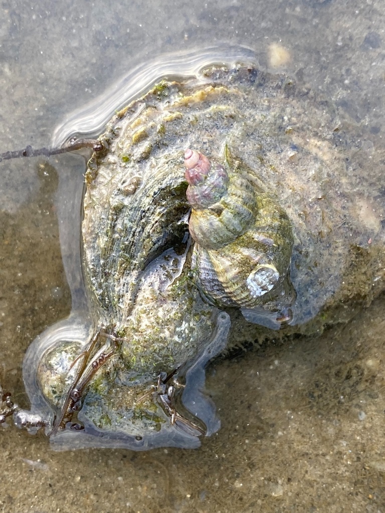 Perceur d'huîtres Atlantique - Urosalpinx cinerea - <a href=' https://www.inaturalist.org/photos/225612455 '>gwt2102</a>, <a href=' https://creativecommons.org/licenses/by-nc/4.0/ '>CC BY-NC 4.0</a>, via iNaturalist - BioObs