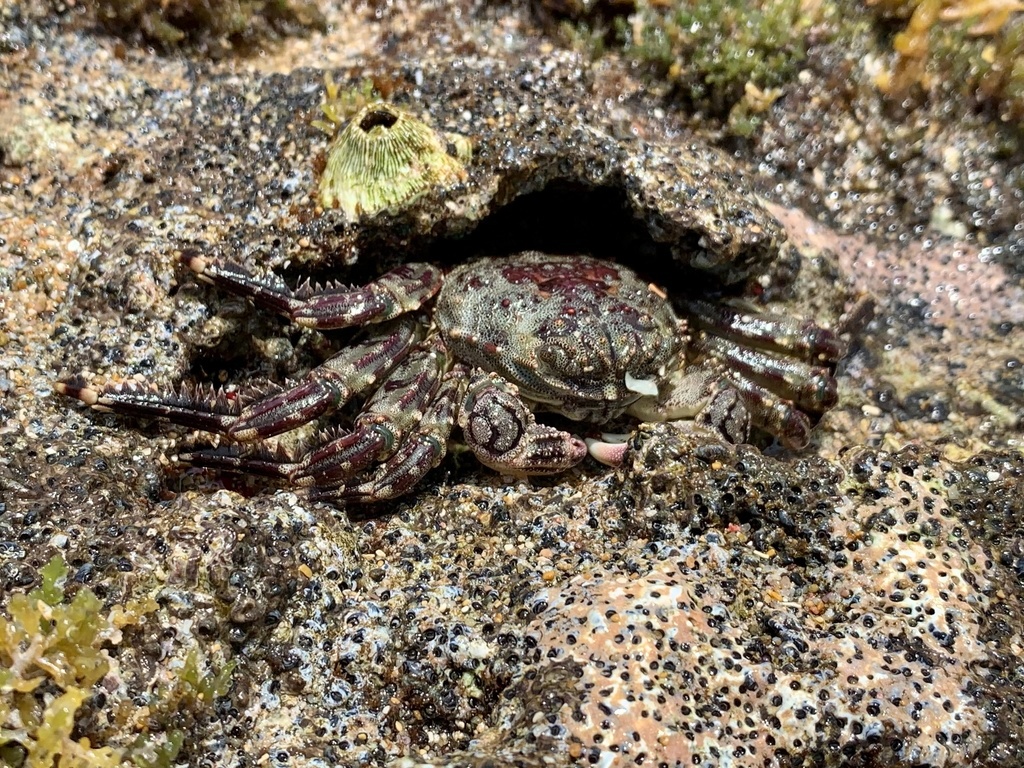 Plagusie déprimée - Plagusia depressa - <a href='  https://www.inaturalist.org/photos/128506087 '>ryn</a>, <a https://creativecommons.org/licenses/by-nc/4.0/ '>CC BY-NC 4.0</a>, via iNaturalist - BioObs