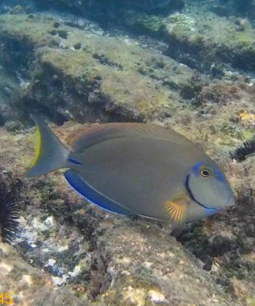 Chirurgien marron - Acanthurus bahianus - <a href='  https://www.inaturalist.org/photos/248920330 '>pabloscazzina</a>, <a href=' https://creativecommons.org/licenses/by-nc/4.0/ '>CC BY-NC 4.0</a>, via iNaturalist - BioObs