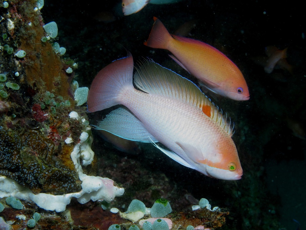 Anthias trapu - Pseudanthias hypselosoma - <a href='  https://www.inaturalist.org/photos/83433753 '>Franco Colnago</a>, <a href=' https://creativecommons.org/licenses/by-nc/4.0/ '>CC BY-NC 4.0</a>, via iNaturalist - BioObs