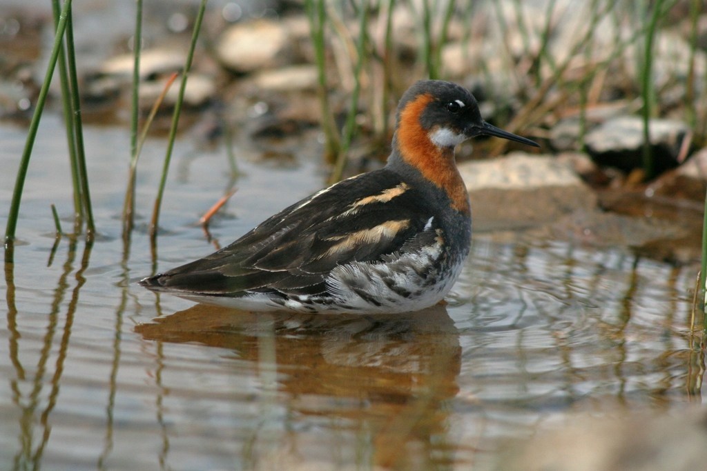 Phalarope à bec étroit - Phalaropus lobatus - <a href='  https://www.inaturalist.org/photos/146878852 '>Andrew Thompson</a>, <a href='   https://creativecommons.org/licenses/by-nc/4.0/ '>CC BY-NC 4.0</a>, via iNaturalist - BioObs
