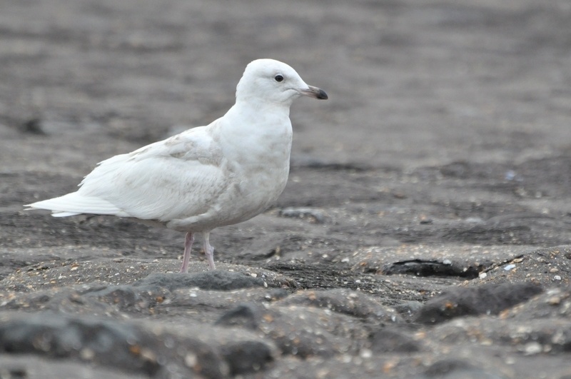 Goéland arctique - Larus glaucoides - <a href='  https://www.inaturalist.org/photos/72355119 '>stefan_hageman</a>, <a href=' https://creativecommons.org/licenses/by-nc/4.0/ '>CC BY-NC 4.0</a>, via iNaturalist - BioObs