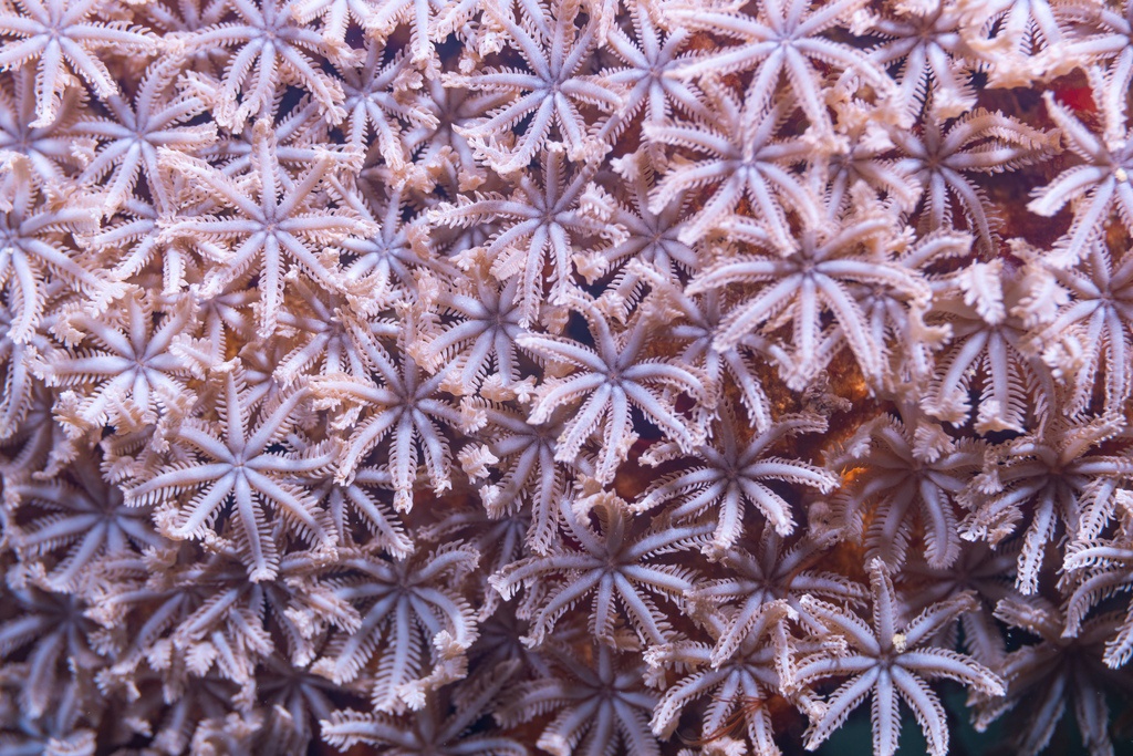 Tubipora (genre) - Tubipora sp - <a href='  https://www.inaturalist.org/photos/249346797 '>Damien Brouste</a>, <a href=' https://creativecommons.org/licenses/by-nc/4.0/ '>CC BY-NC 4.0</a>, via iNaturalist - BioObs