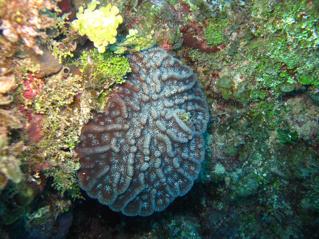 Mycetophyllia (genre - Mycetophyllia - <a href=' https://www.inaturalist.org/photos/282763483 '>Justin</a>, <a href=' https://creativecommons.org/licenses/by-nc-sa/4.0/ '>CC BY-NC-SA 4.0</a>, via iNaturalist - BioObs