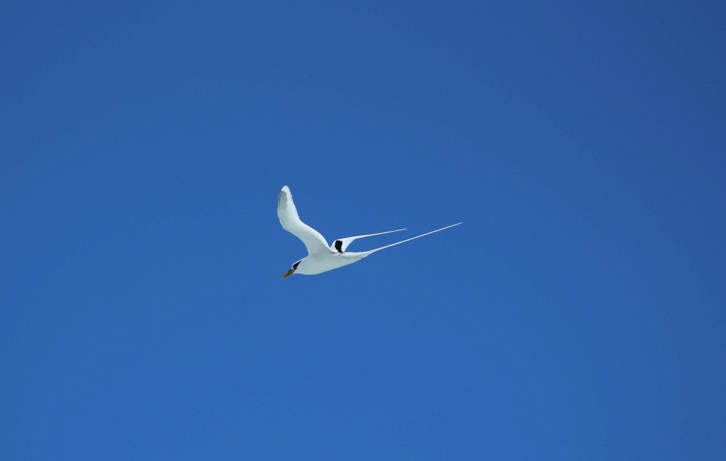 Phaéton à brins blancs - Phaethon lepturus lepturus - <a href='  https://www.inaturalist.org/photos/126450553 '>Arwin Neil Baichoo</a>, <a https://creativecommons.org/licenses/by/4.0/ '>CC BY 4.0</a>, via iNaturalist - BioObs