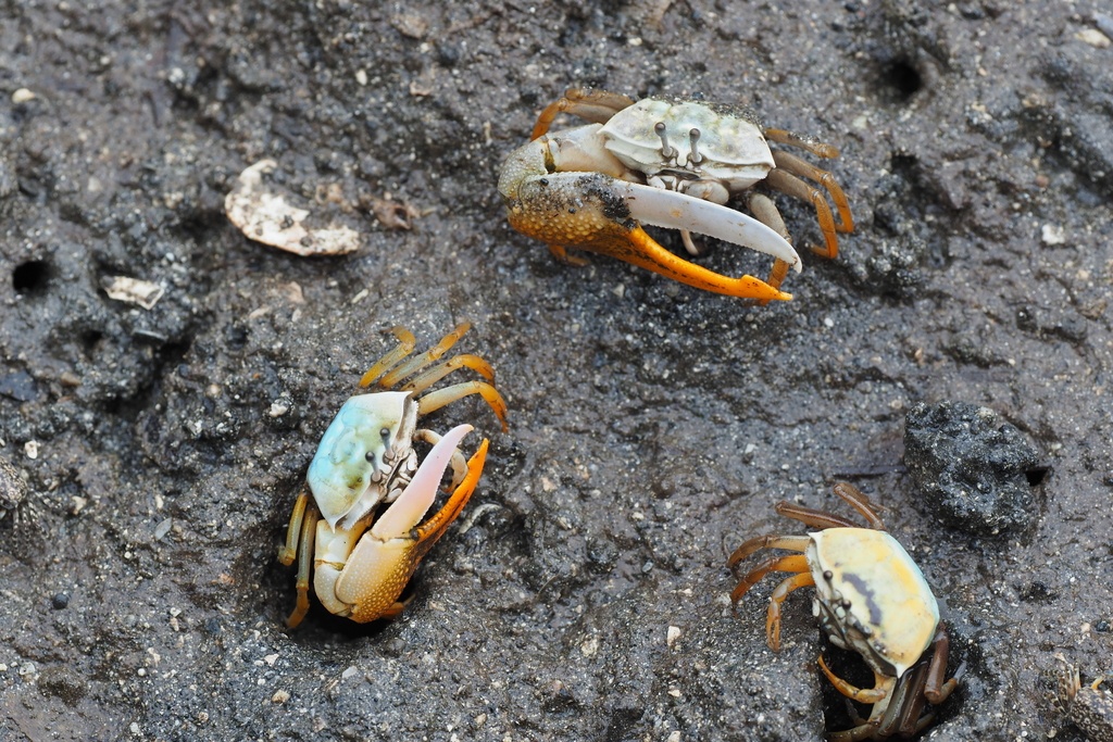 Crabe violoniste de Jocelyn - Gelasimus jocelynae - <a href='  https://www.inaturalist.org/photos/42667926 '>Lin Scott</a>, <a https://creativecommons.org/licenses/by/4.0/ '>CC BY 4.0</a>, via iNaturalist - BioObs