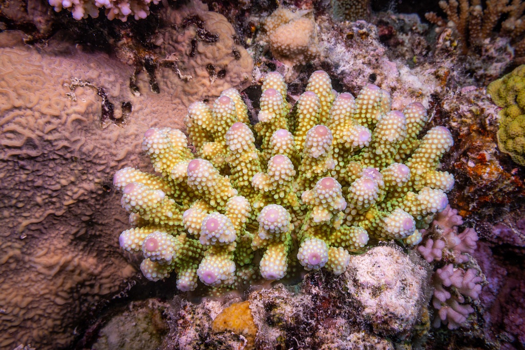 Doigts de corail - Acropora humilis - <a href='  https://www.inaturalist.org/photos/157322293 '>Damien Brouste</a>, <a https://creativecommons.org/licenses/by-nc/4.0/ '>CC BY-NC 4.0</a>, via iNaturalist - BioObs
