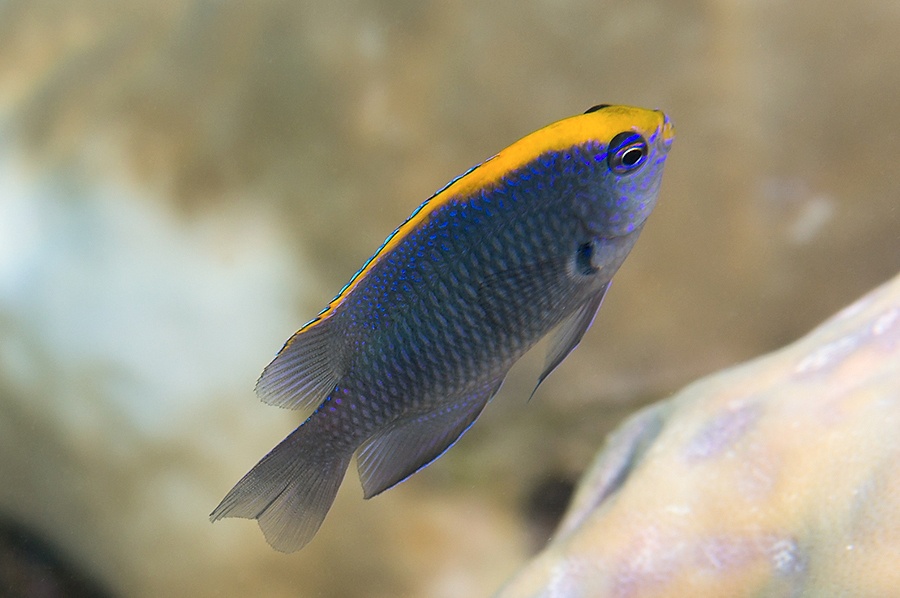 Demoiselle indienne - Pomacentrus indicus - <a href='  https://www.inaturalist.org/photos/11766582 '>Nikolai Vladimirov</a>, <a https://creativecommons.org/licenses/by-nc/4.0/ '>CC BY-NC 4.0</a>, via iNaturalist - BioObs