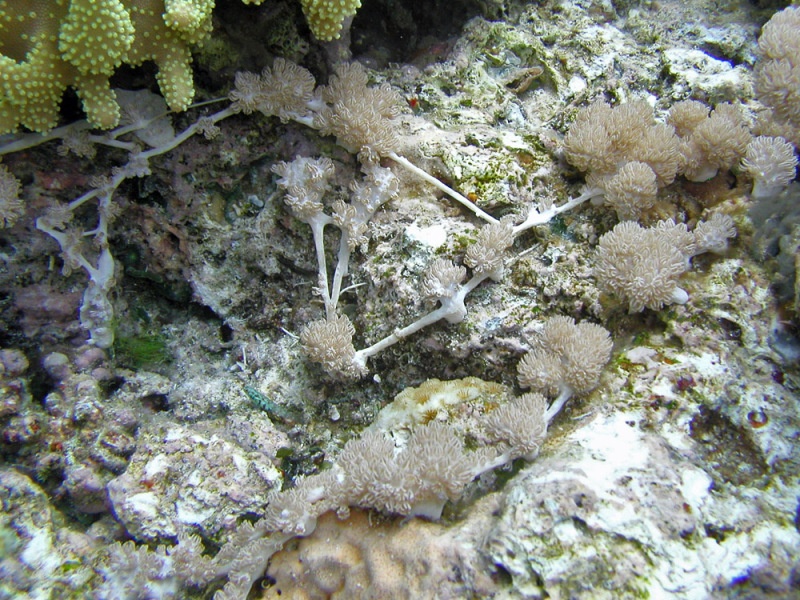 Efflatounaria (genre) - Efflatounaria sp - <a href='https://commons.wikimedia.org/wiki/File:Efflatounaria.jpeg'>Lyle Vail</a>, CC PAR 3.0, via Wikimedia Commons - BioObs