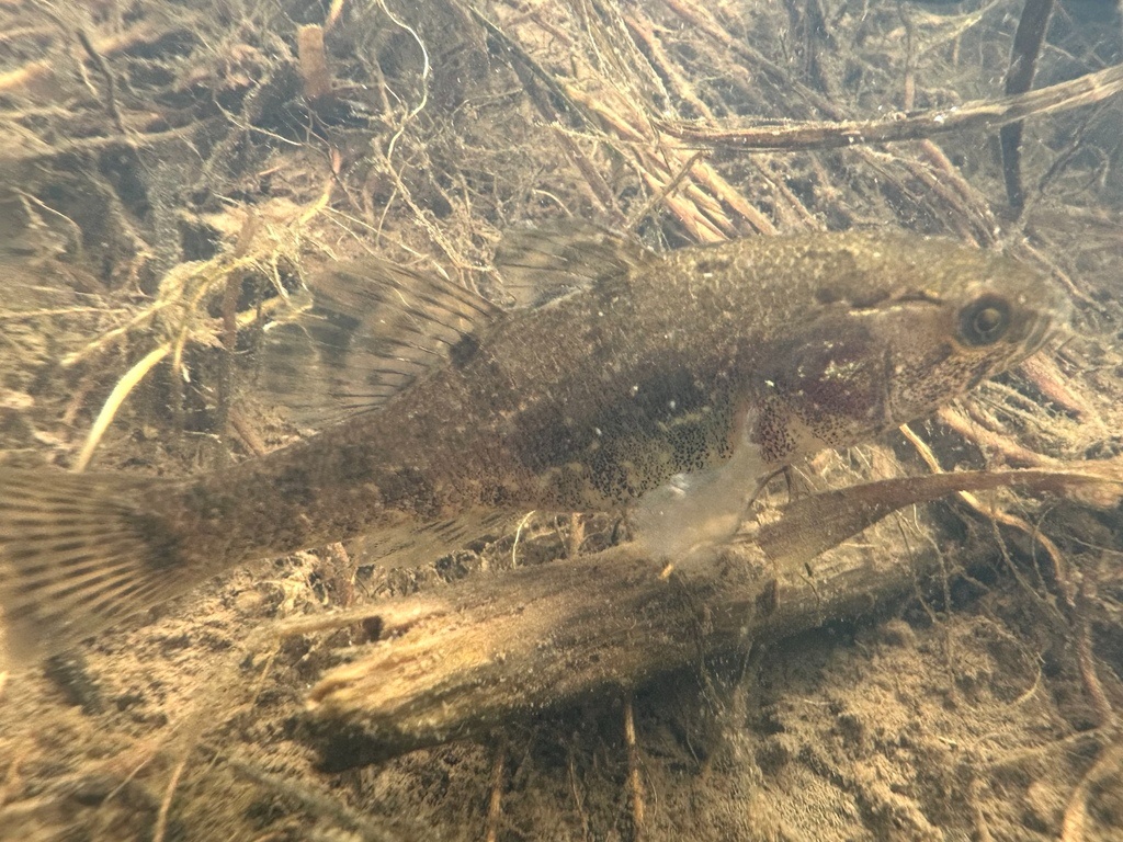 Goujon de l'Amour - Perccottus glenii - <a href=' https://www.inaturalist.org/photos/529163653 '>Stepan Markin</a>, <a href=' https://creativecommons.org/licenses/by-nc/4.0/ '>CC BY-NC 4.0</a>, via iNaturalist - BioObs