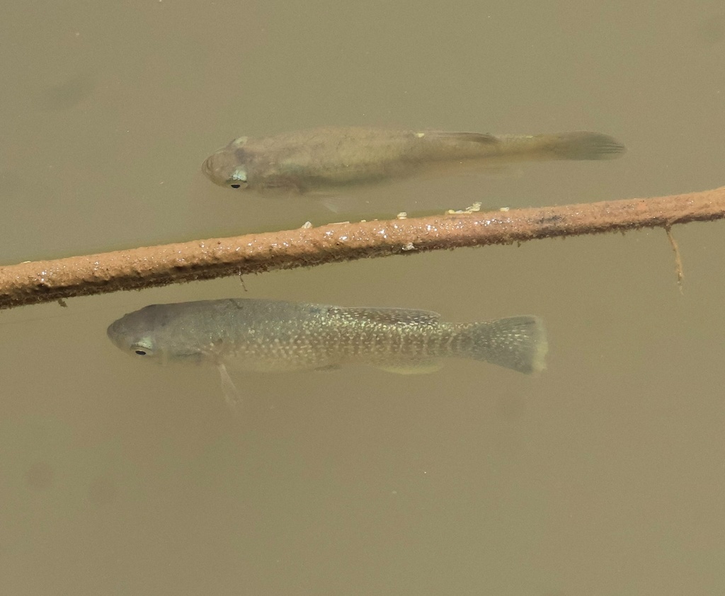 Choquemort - Fundulus heteroclitus - <a href=' https://www.inaturalist.org/photos/551303225 '>turtleboy92</a>, <a href=' https://creativecommons.org/licenses/by-nc/4.0/ '>CC BY-NC 4.0</a>, via iNaturalist - BioObs