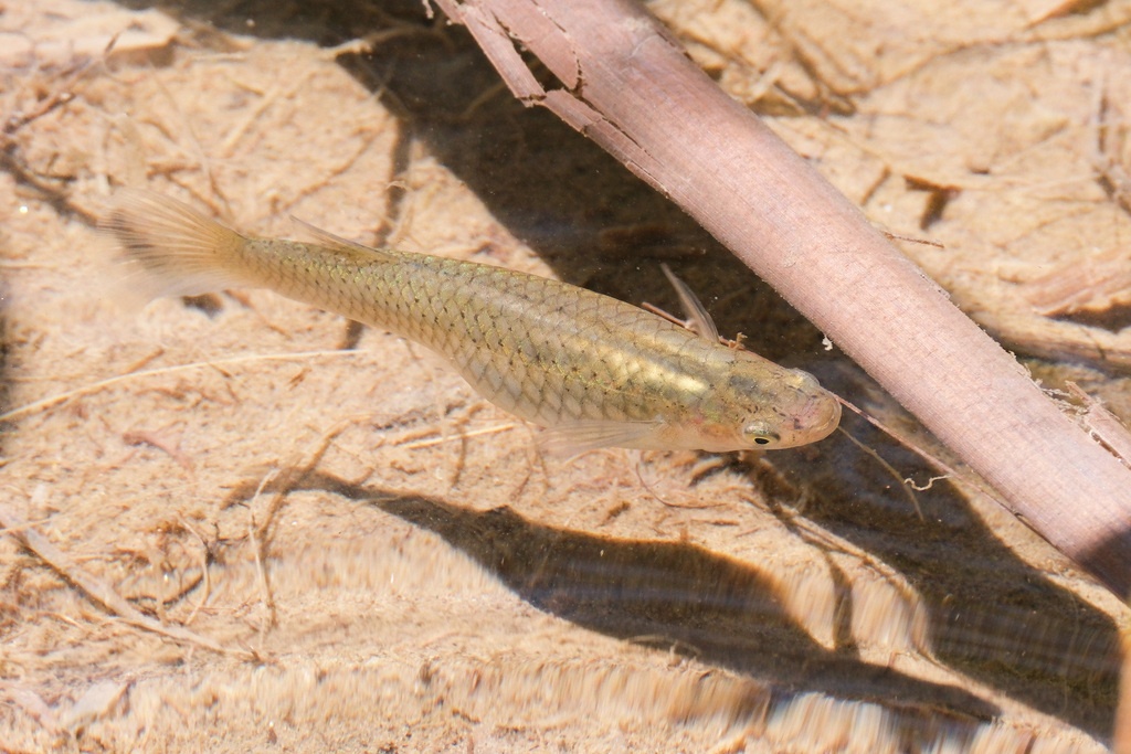 Gambusie - Gambusia affinis - <a href=' https://www.inaturalist.org/photos/568774789 '>Kevin Merrell</a>, <a href=' https://creativecommons.org/licenses/by-nc/4.0/ '>CC BY-NC 4.0</a>, via iNaturalist - BioObs