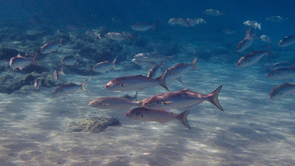 Tassergal - Pomatomus saltatrix - <a href=' https://www.inaturalist.org/photos/183616672 '>Falk Viczian Solarboot-Projekte gGmbH</a>, <a href=' https://creativecommons.org/licenses/by-nc/4.0/ '>CC BY-NC 4.0</a>, via iNaturalist - BioObs