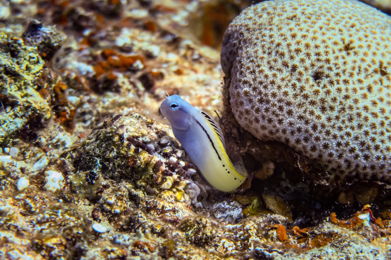 Blennie mimétique de mer Rouge - Ecsenius gravieri - <a href=' https://www.inaturalist.org/photos/582273206 '>Joni</a>, <a href=' https://creativecommons.org/licenses/by-nc/4.0/ '>CC BY-NC 4.0</a>, via iNaturalist - BioObs