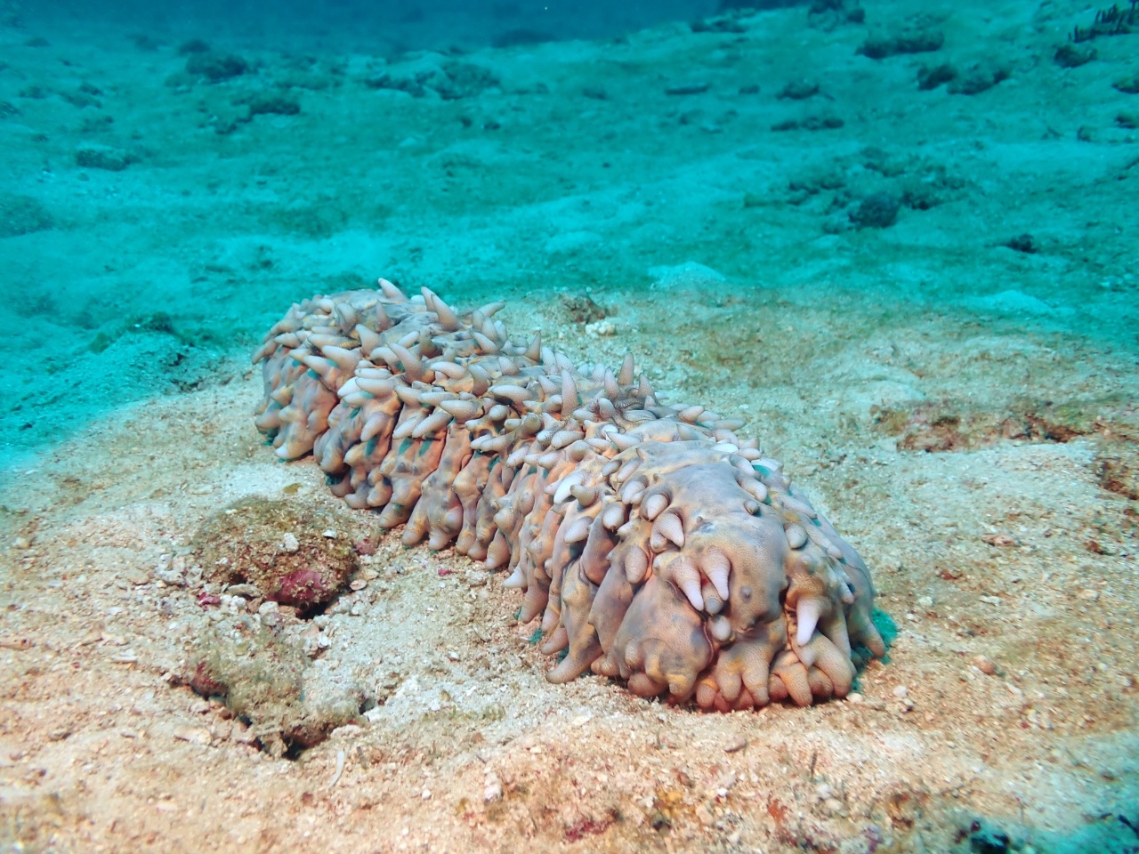 Stichopus pseudo-rugueuse - Stichopus pseudohorrens - <a href=' https://www.inaturalist.org/photos/168676967 '>Frédéric Ducarme</a>, <a href=' https://creativecommons.org/licenses/by-nc-nd/4.0/ '>CC BY-NC-ND 4.0</a>, via iNaturalist - BioObs