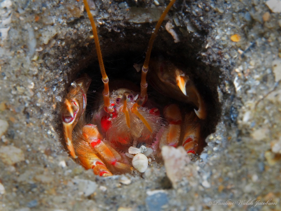 Crevette fantôme rouge-orange - Corallianassa longiventris - <a href=' https://www.inaturalist.org/photos/176609875 '>Pauline Walsh Jacobson</a>, <a href=' https://creativecommons.org/licenses/by/4.0/  '>CC BY 4.0</a>, via iNaturalist - BioObs