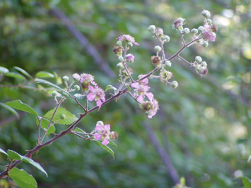 Ronce à feuille d'orme - Rubus ulmifolius - <a href='https://commons.wikimedia.org/wiki/File:Rubus_ulmifolius_flowers.jpg' title='via Wikimedia Commons'>Júlio Reis (User:Tintazul)</a> / <a href='https://creativecommons.org/licenses/by-sa/2.5'>CC BY-SA</a> - BioObs