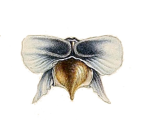 Cavoline tridentée - Cavolinia tridentata - <a href='https://commons.wikimedia.org/wiki/File:Cavolinia_tridentata_australis.jpg' title='via Wikimedia Commons'>Lesueur</a> / Public domain - BioObs