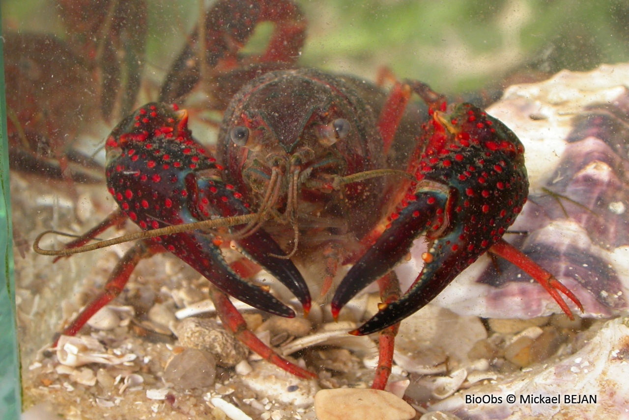 Ecrevisse rouge de Louisiane - Procambarus clarkii - Mickael BEJAN - BioObs