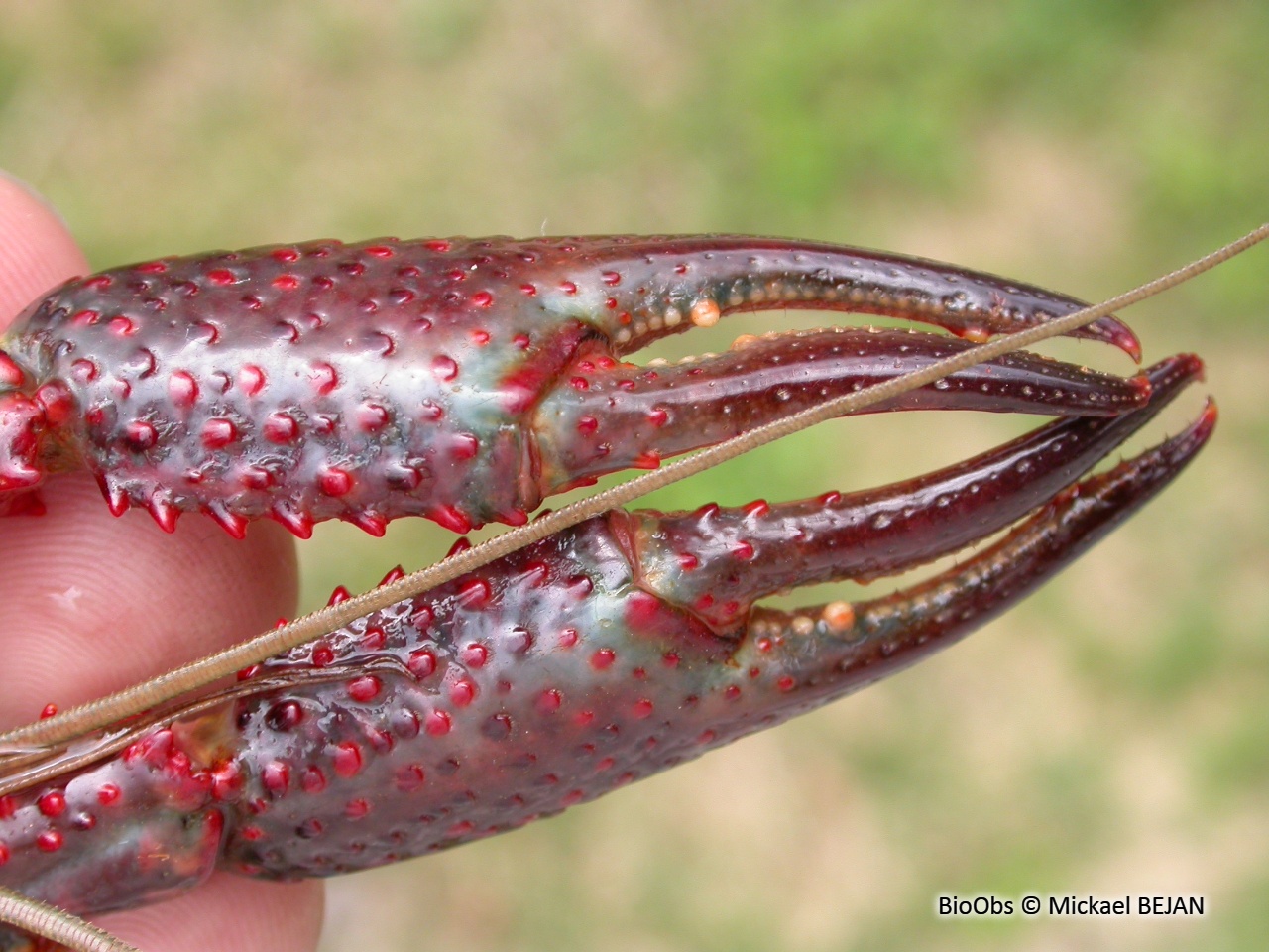 Ecrevisse rouge de Louisiane - Procambarus clarkii - Mickael BEJAN - BioObs