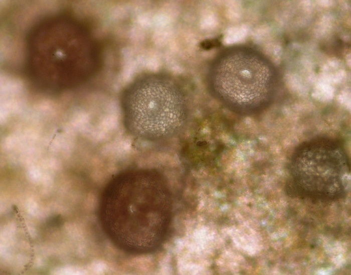 Titanoderme pustuleux - Titanoderma pustulatum - <a href='  http://www.marinespecies.org/aphia.php?p=image&tid=145216&pic=15018 '>Bárbara, Ignacio</a>, <a href=' https://creativecommons.org/licenses/by-nc-sa/4.0/ '>CC BY-NC-SA 4.0</a>, via Worms - BioObs