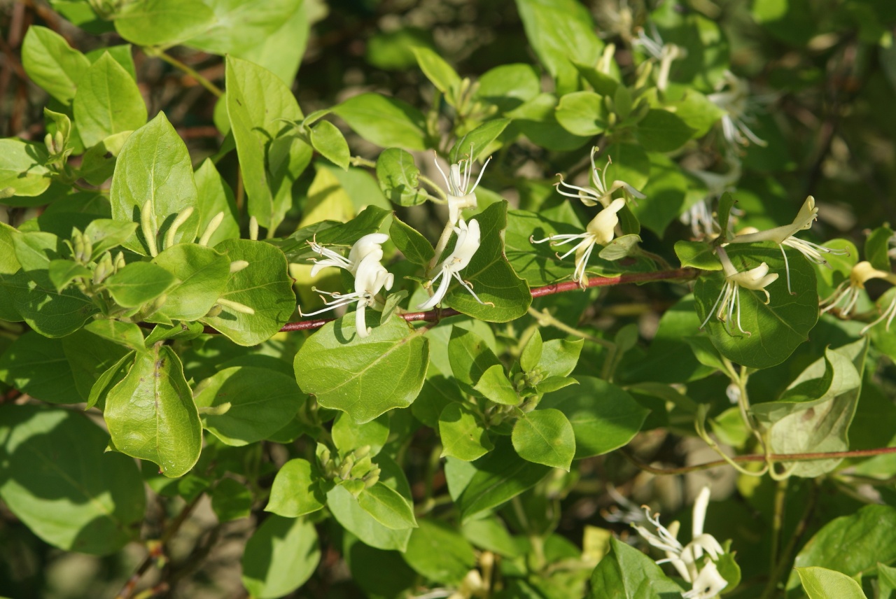 Chevrefeuille du Japon - Lonicera japonica - <a href=' https://www.inaturalist.org/photos/78513598 '>peter-laurent</a>, <a href=' https://creativecommons.org/licenses/by-nc/4.0/ '>CC BY-NC 4.0</a>, via iNaturalist - BioObs