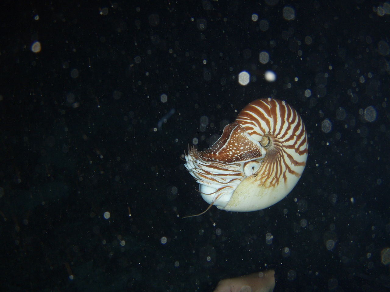 Nautile ombiliqué - Nautilus macromphalus - <a href='https://commons.wikimedia.org/wiki/File:Nautilus_macromphalus_1.jpg' title='via Wikimedia Commons'>Pujolle</a> / <a href='https://creativecommons.org/licenses/by-sa/3.0'>CC BY-SA</a> - BioObs