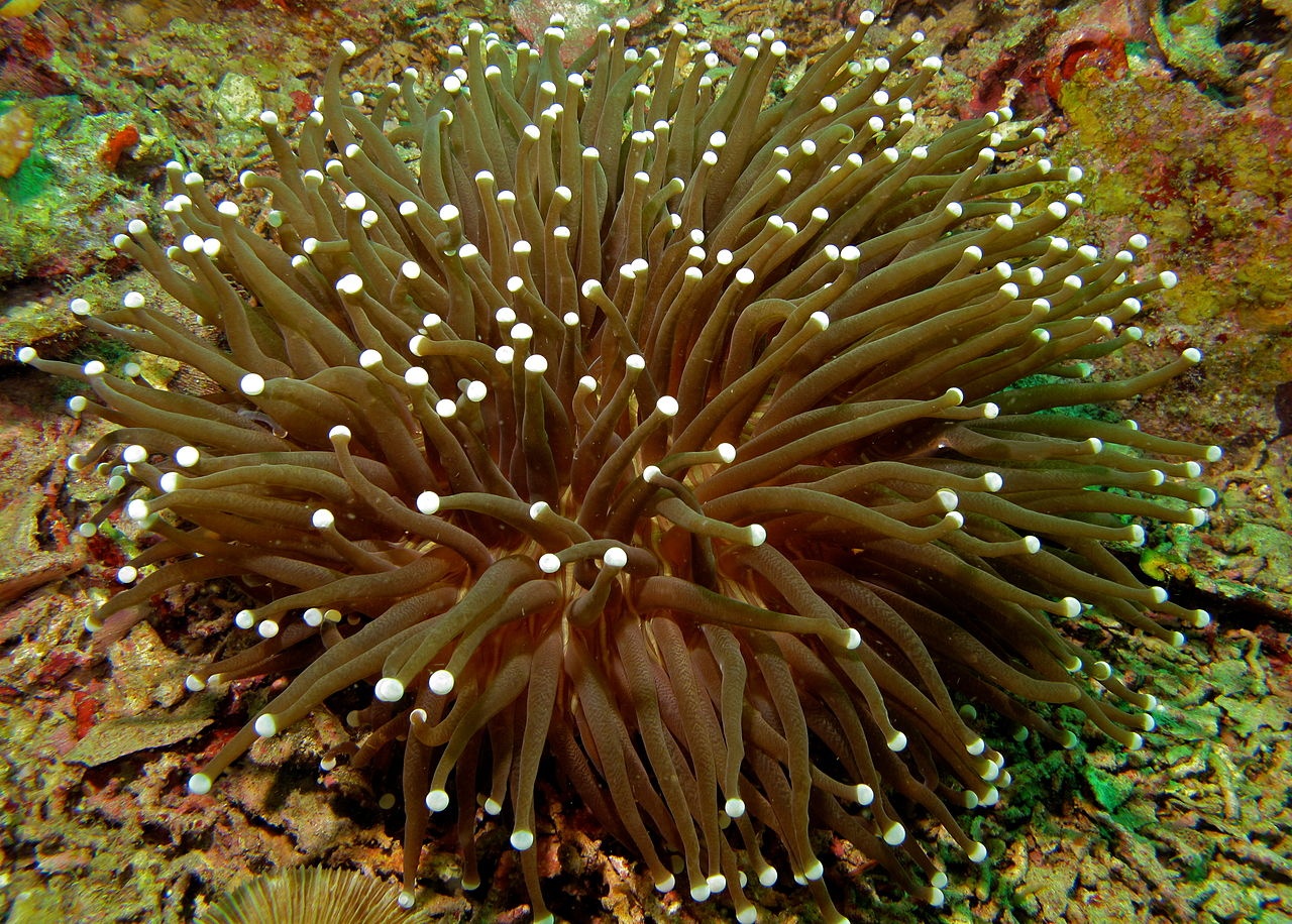 Corail-anémone - Heliofungia actiniformis - <a href='https://commons.wikimedia.org/wiki/File:Anemone_Coral_(Heliofungia_actiniformis)_(8491771017).jpg' title='via Wikimedia Commons'>Bernard DUPONT from FRANCE</a> / <a href='https://creativecommons.org/licenses/by-sa/2.0'>CC BY-SA</a> - BioObs