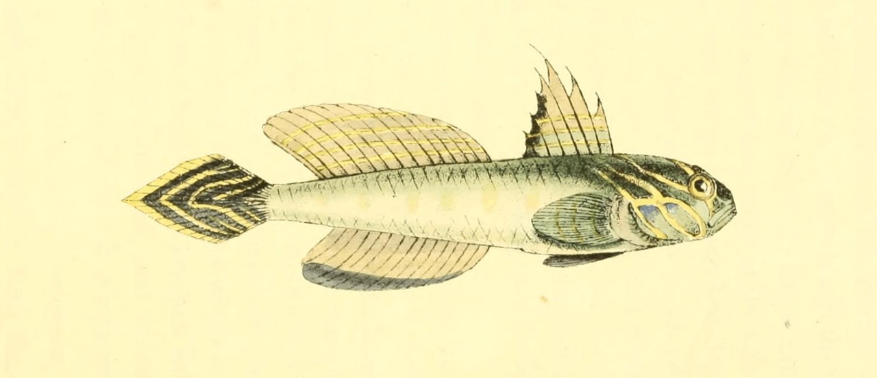 Gobie de Lesueur - Lesueurigobius suerii - <a href='https://commons.wikimedia.org/wiki/File:Zoological_Illustrations_Volume_I_Plate_12.jpg' title='via Wikimedia Commons'>William Swainson, F.R.S., F.L.S.</a> / Public domain - BioObs