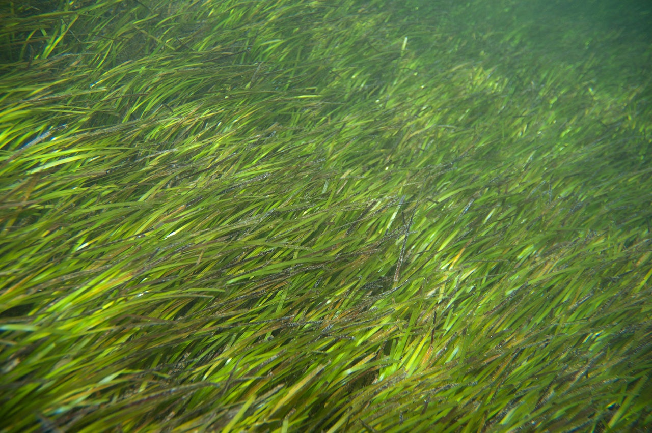 Halodule à trident - Halodule uninervis - <a href='https://commons.wikimedia.org/wiki/File:Seagrass_Halodule_uninervis_(5777808662).jpg' title='via Wikimedia Commons'>Paul Asman and Jill Lenoble</a> / <a href='https://creativecommons.org/licenses/by/2.0'>CC BY</a> - BioObs
