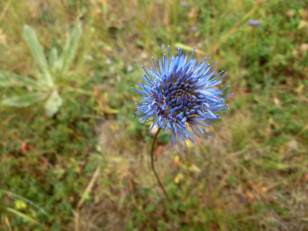 Jasione des montagnes - Jasione montana - <a href='https://commons.wikimedia.org/wiki/File:Jasione_montana_001.jpg' title='via Wikimedia Commons'>Orikrin1998</a> / <a href='https://creativecommons.org/licenses/by/3.0'>CC BY</a> - BioObs
