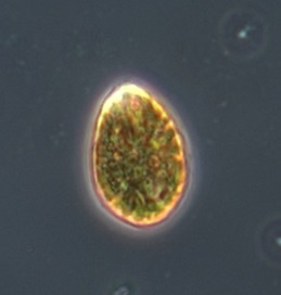 Ostreopsis, dinoflagellé - Ostreopsis ovata - <a href='https://commons.wikimedia.org/wiki/File:Ostreopsis_cf_ovata.jpg' title='via Wikimedia Commons'>Cybergerac</a> / <a href='https://creativecommons.org/licenses/by-sa/4.0'>CC BY-SA</a> - BioObs