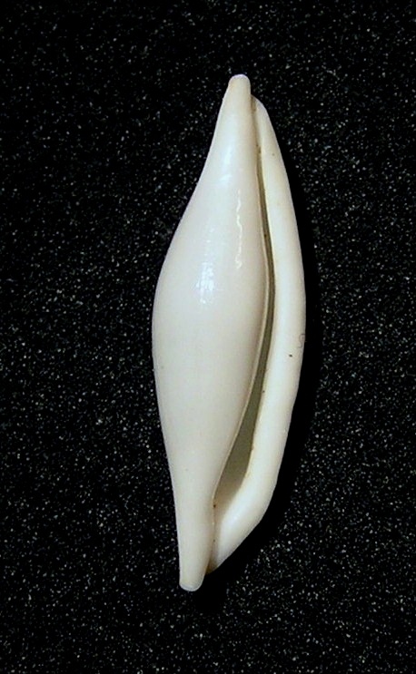 Ovule anga - Pellasimnia angasi - <a href='https://commons.wikimedia.org/wiki/File:Pellasimnia_angasi_001.jpg' title='via Wikimedia Commons'>Jan Delsing</a> / Public domain - BioObs