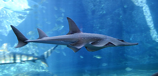Raie-guitare indo-pacifique - Rhynchobatus djiddensis - <a href='https://commons.wikimedia.org/wiki/File:Rhynchobatus_djiddensis_in_UShaka_Sea_World_1017.jpg' title='via Wikimedia Commons'>Amada44</a> / <a href='https://creativecommons.org/licenses/by/3.0'>CC BY</a> - BioObs