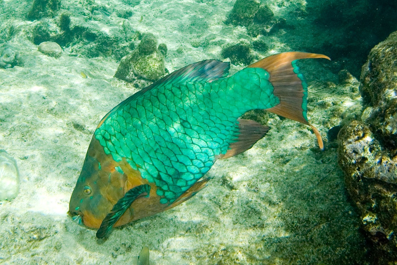 Poisson-perroquet arc-en-ciel - Scarus guacamaia - <a href='https://commons.wikimedia.org/wiki/File:Rainbow_parrotfish_Scarus_guacamaia_terminal_phase.jpg' title='via Wikimedia Commons'>Paul Asman and Jill Lenoble</a> / <a href='https://creativecommons.org/licenses/by/2.0'>CC BY</a> - BioObs