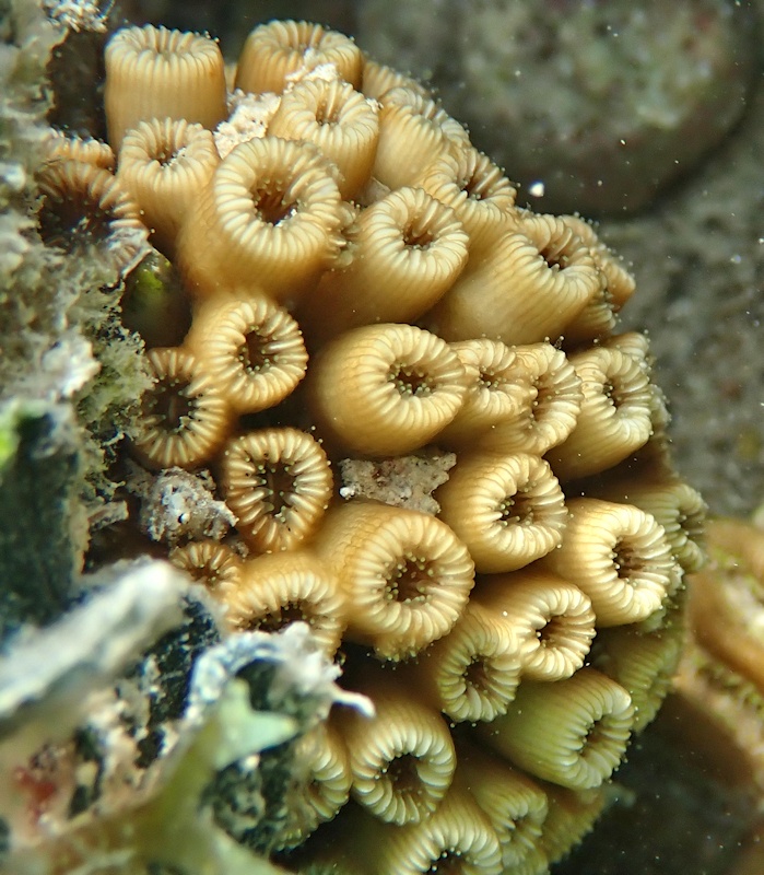 Corail arbuscule - Cladocora arbuscula - <a href='   https://www.inaturalist.org/photos/135065044 '>Gayle Plaia</a>, <a href=' https://creativecommons.org/licenses/by-nc/4.0/ '>CC BY-NC 4.0</a>, via iNaturalist - BioObs