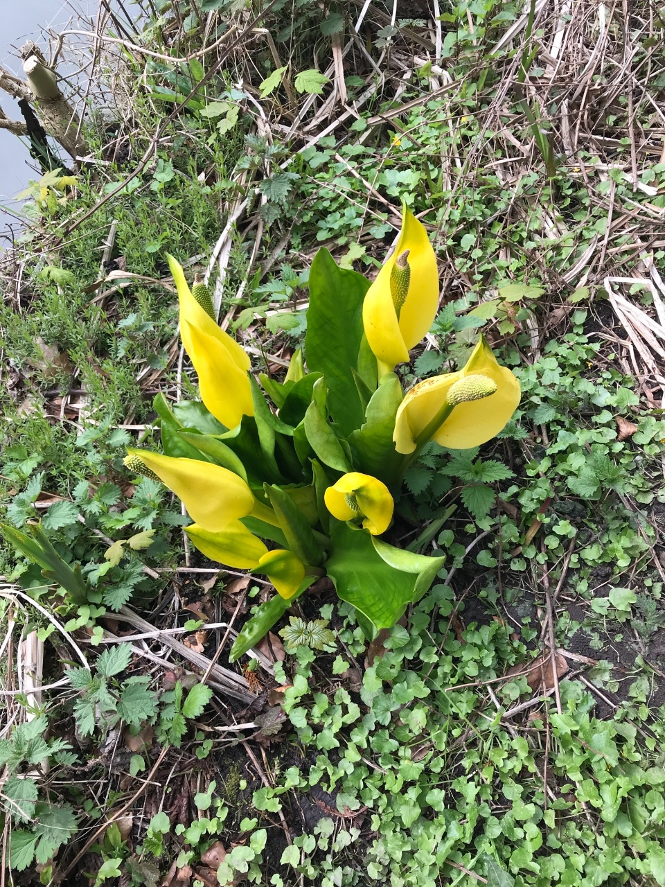 Faux arum - Lysichiton americanus - <a href=' https://www.inaturalist.org/photos/122231530 '>Sonja Deneve</a>, <a href=' https://creativecommons.org/licenses/by-nc/4.0/ '>CC BY-NC 4.0</a>, via iNaturalist - BioObs