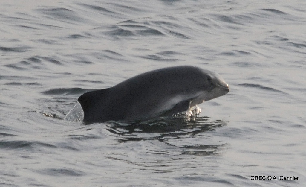 Marsouin commun - Phocoena phocoena - Adrien Gannier, <a href=' https://www.cetaces.org/  '>Groupe de Recherche sur les Cétacés (GREC)</a> - BioObs