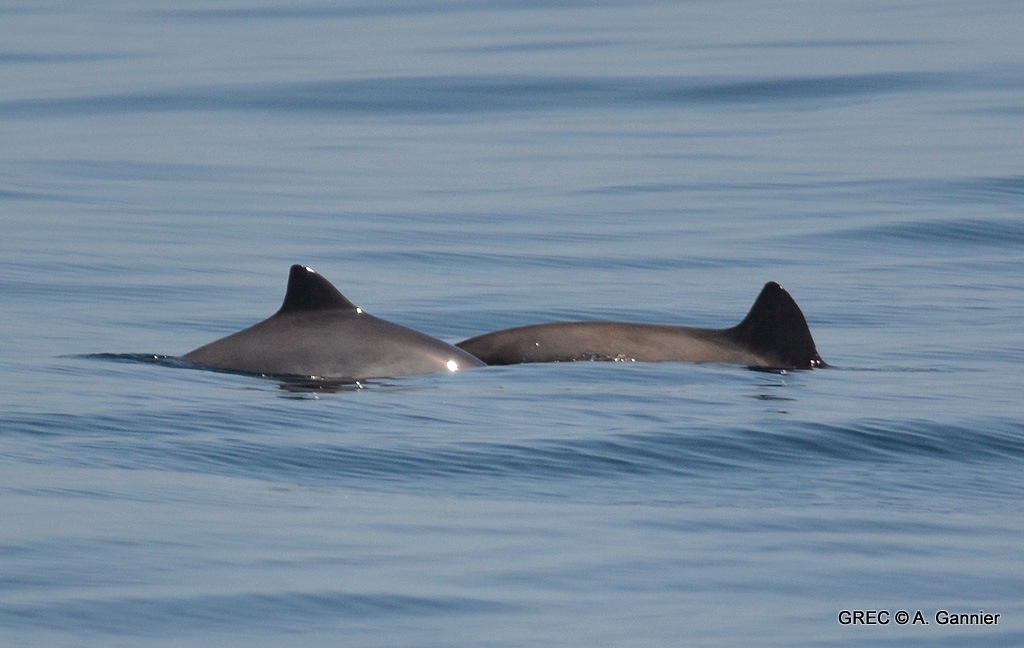 Marsouin commun - Phocoena phocoena - Adrien Gannier, <a href=' https://www.cetaces.org/  '>Groupe de Recherche sur les Cétacés (GREC)</a> - BioObs