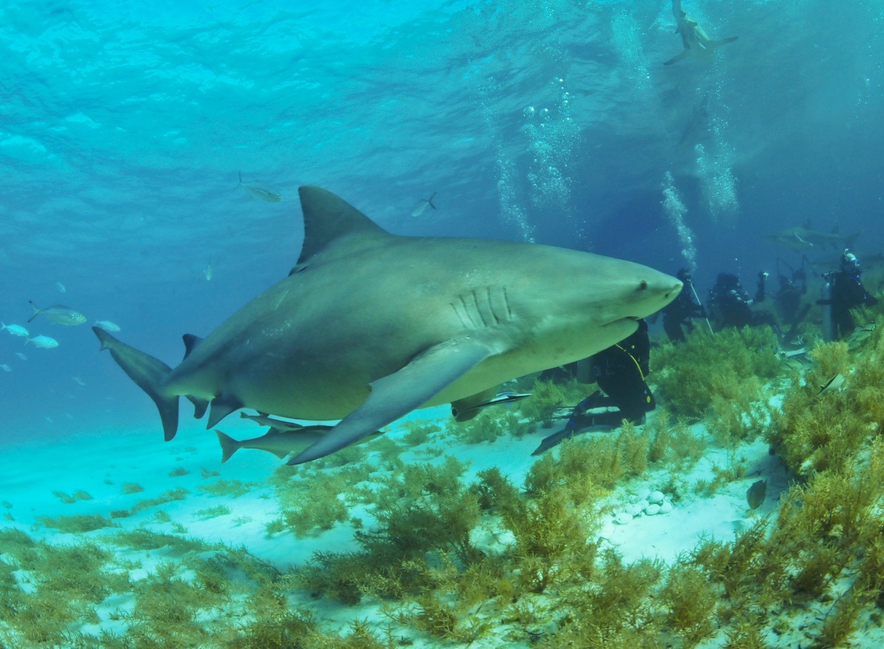 Requin bouledogue - Carcharhinus leucas - <a href='https://commons.wikimedia.org/wiki/File:Bullshark_Bahamas2.jpg' title='via Wikimedia Commons'>Albert Kok~enwiki</a> / <a href='https://creativecommons.org/licenses/by-sa/4.0'>CC BY-SA</a> - BioObs