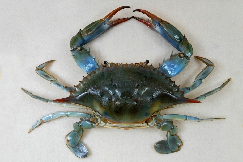 Crabe bleu américain - Callinectes sapidus - <a href='https://commons.wikimedia.org/wiki/File:The_Childrens_Museum_of_Indianapolis_-_Atlantic_blue_crab.jpg' title='via Wikimedia Commons'>The Children's Museum of Indianapolis</a> / <a href='https://creativecommons.org/licenses/by-sa/3.0'>CC BY-SA</a> - BioObs