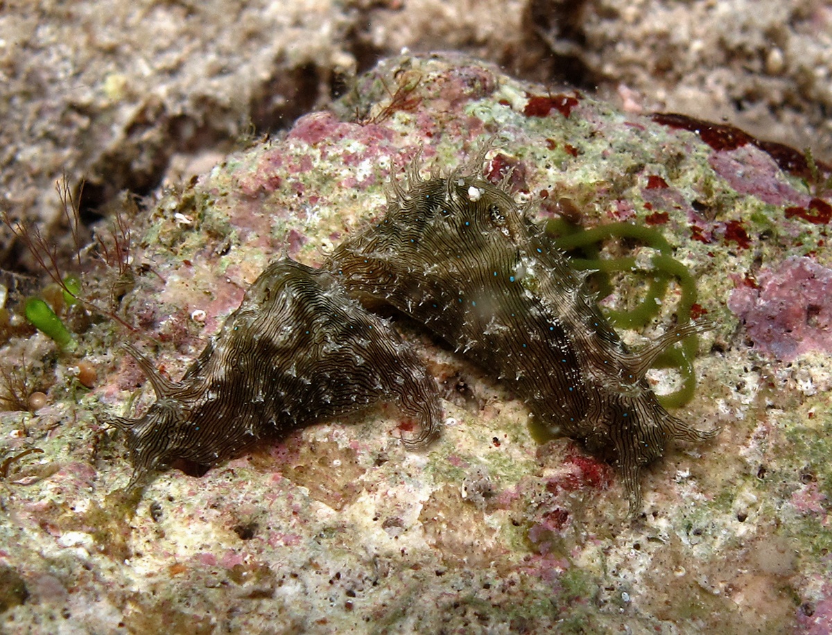 Lièvre de mer strié - Stylocheilus striatus - <a href='https://commons.wikimedia.org/wiki/File:Stylocheilus_striatus,_avec_ponte.jpg' title='via Wikimedia Commons'>Philippe Bourjon</a> / <a href='https://creativecommons.org/licenses/by-sa/3.0'>CC BY-SA</a> - BioObs