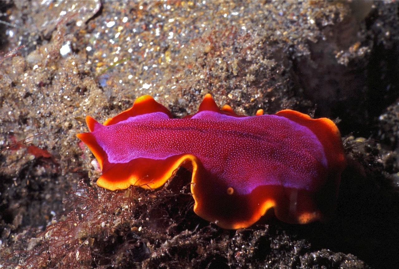 Ver plat fuchsia - Pseudoceros ferrugineus - <a href='https://commons.wikimedia.org/wiki/File:Flatworm_Pseudoceros_ferrugineus_-_Bunaken,_Sulawesi,_Indonesia.jpg' title='via Wikimedia Commons'>Bernard DUPONT from FRANCE</a> / <a href='https://creativecommons.org/licenses/by-sa/2.0'>CC BY-SA</a> - BioObs
