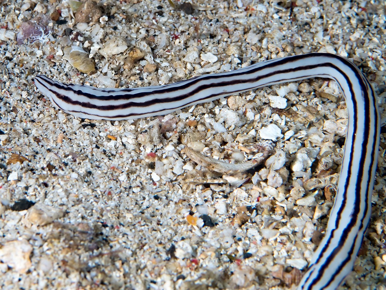 Ver rubané à 5 lignes - Baseodiscus quinquelineatus - <a href='https://commons.wikimedia.org/wiki/File:Five-lined_Ribbon_Worm_(Baseodiscus_quinquelineatus)_(45202334604).jpg' title='via Wikimedia Commons'>Rickard Zerpe</a> / <a href='https://creativecommons.org/licenses/by/2.0'>CC BY</a> - BioObs