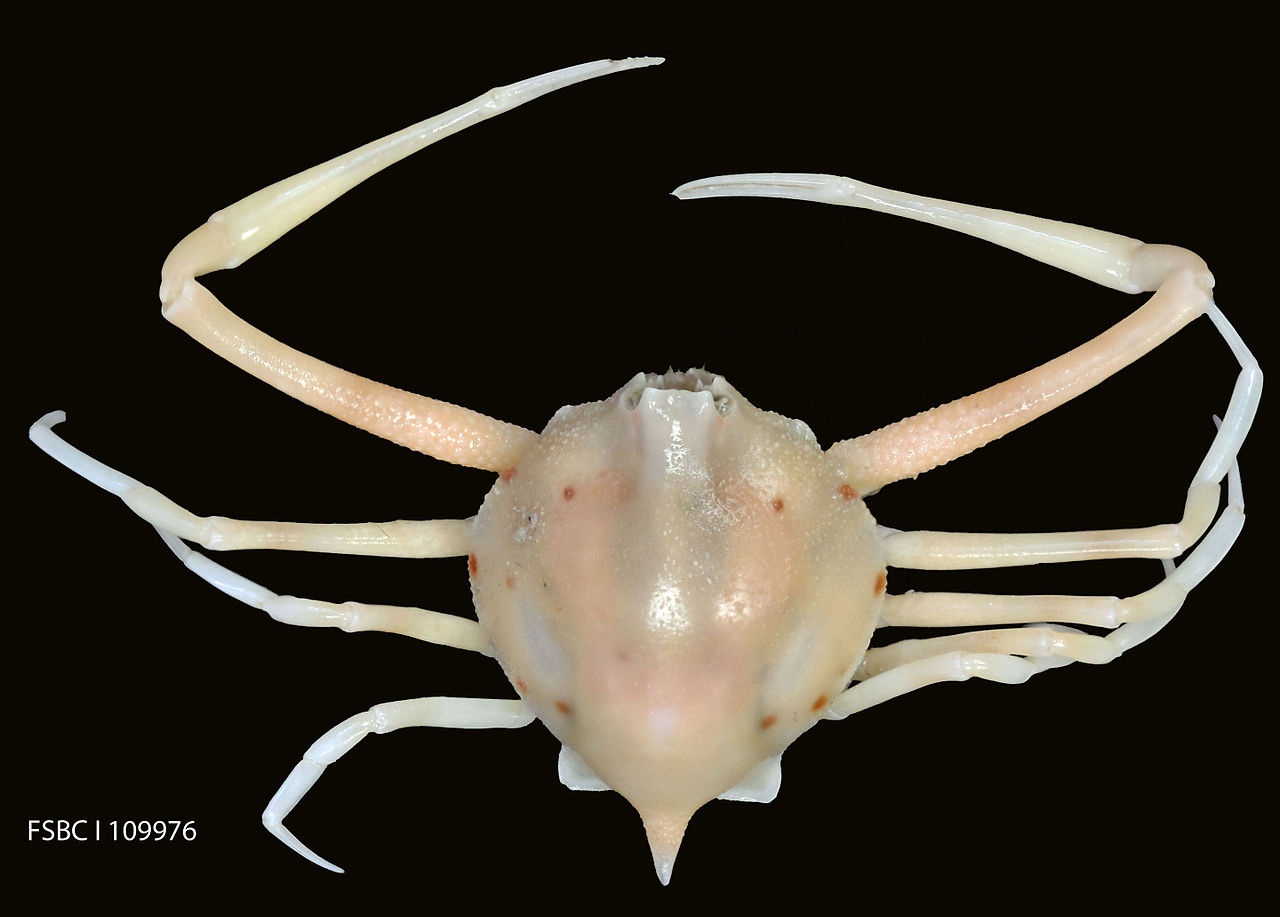 Crabe-bourse granuleux - Acanthilia intermedia - <a href='https://commons.wikimedia.org/wiki/File:Granulose_Purse_Crab_(11352620225).jpg' title='via Wikimedia Commons'>FWC Fish and Wildlife Research Institute</a> / <a href='https://creativecommons.org/licenses/by/2.0'>CC BY</a> - BioObs